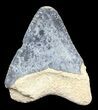 Serrated,  Bone Valley Megalodon Tooth #45102-1
